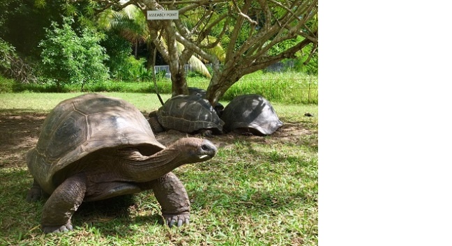 BLISS HOTEL PRASLIN - Praslin